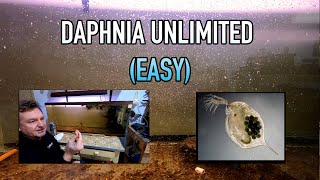 How I Raise Daphnia Water Fleas And You Can Too [upl. by Dorothy]