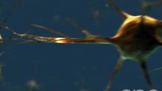 Neuron  3D Medical Animation  ABP © [upl. by Aicilat55]