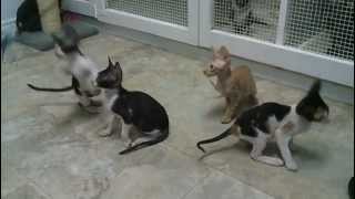 Cornish Rex kittens at the breeder [upl. by Nivat]