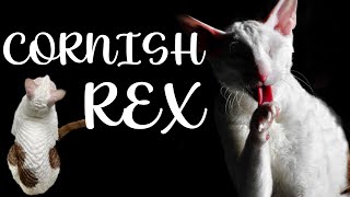 CORNISH REX Cat breed 101 [upl. by Wera700]