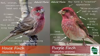 ID Tips Purple Finch vs House Finch [upl. by Quickman]