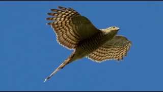 Sparrowhawk Bird Call Bird Song [upl. by Ahsimed]