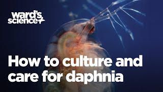 Caring and Culturing for Daphnia [upl. by Atinod]