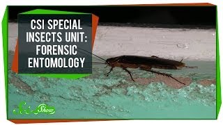 CSI Special Insects Unit Forensic Entomology [upl. by Aynad260]