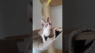 Kittens Cornish Rex [upl. by Dreher]