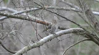 All About Pine Siskins [upl. by Tessy]