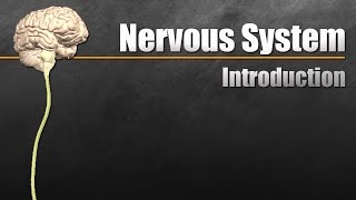 The Nervous System In 9 Minutes [upl. by Sokcin]