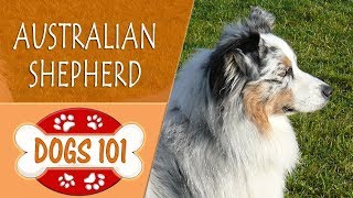 Dogs 101  AUSTRALIAN SHEPHERD  Top Dog Facts About the AUSTRALIAN SHEPHERD [upl. by Ater119]