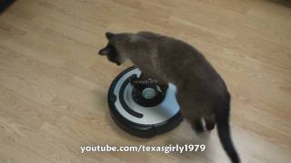 Cat shows HOW TO use iRobot Roomba Vacuum [upl. by Lladnyk474]