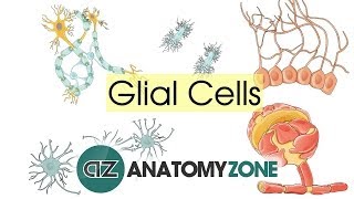 Glial Cells  Neuroanatomy Basics  Anatomy Tutorial [upl. by Annaeg658]