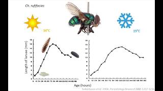 Murder maggots and mayhem an intro to forensic entomology [upl. by Noyad317]