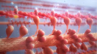 Cardiac Contractility Modulation  Mode of Action English [upl. by Atirma]