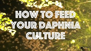 How To Feed Your Daphnia Culture [upl. by Enneles157]