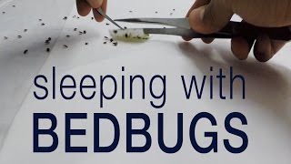 Kill bedbugs without pesticides entomologist sleeps with bed bugs [upl. by Yecaw]