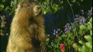 Hoary Marmot eating plants in Mount Rainier National Park [upl. by Drawyeh850]