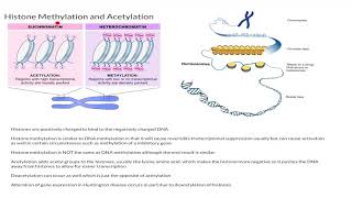 Histone Methylation and Acetylation [upl. by Sitruk132]