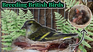 Finallythe FIRST Siskin Chicks  Breeding British Birds S1E11 [upl. by Eralcyram]