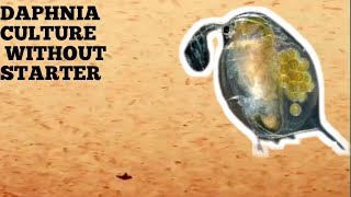 HOW TO CULTURE DAPHNIA NATURALLY WITHOUT A STARTER [upl. by Jessamine]