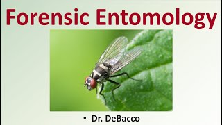 Forensic Entomology [upl. by Narik]