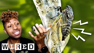 Bug Expert Explains Why Cicadas Are So Loud  WIRED [upl. by Muns]