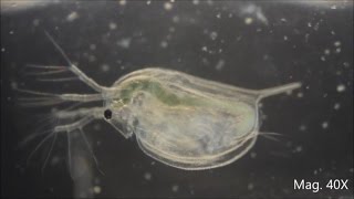 Daphnia magna under the Microscope [upl. by Nosmirc]