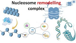 Nucleosome remodeling complex introduction [upl. by Aleinad]