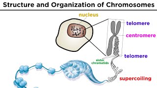 Chromosome Structure and Organization [upl. by Ricki]