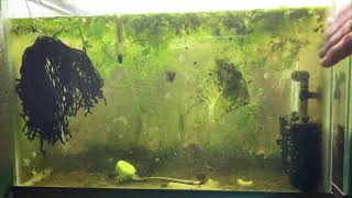 Scuds Daphnia Cherry Shrimp Copepods My aquatic food culture [upl. by Shae]