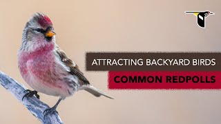 Attracting Backyard Birds Common Redpolls [upl. by Niffirg]