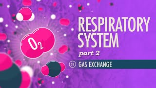 Respiratory System Part 2 Crash Course Anatomy amp Physiology 32 [upl. by Docia255]