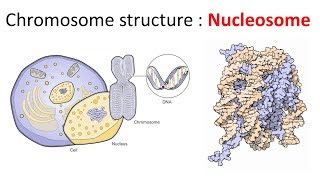 Chromatin structure  Nucleosome [upl. by Oakley829]