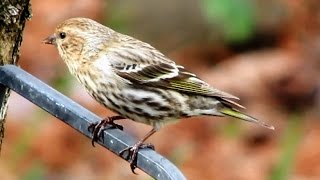 Pine Siskin [upl. by Markson61]