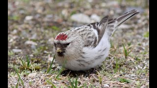 Arctic redpoll [upl. by Emoraj]