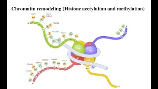 Lecture 9 Histone methylation [upl. by Namzed]