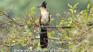 Four Migratory CHESTNUTWINGED CUCKOOS Singapore [upl. by Terag]