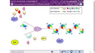 NUCLEOSOME ASSEMBLY [upl. by Dennard116]