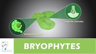 BRYOPHYTES [upl. by Anastatius852]