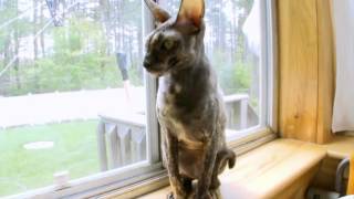 Cats 101 Cornish Rex [upl. by Fidelity]