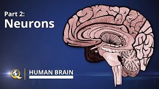 Neurons  Human Brain Series  Part 2 [upl. by Ssilem]