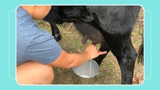 How to Milk a Cow by Hand [upl. by Maclaine]