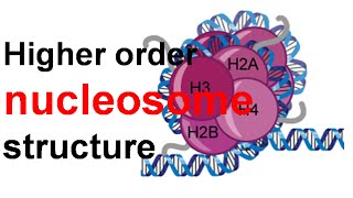 Higher order nucleosome structure [upl. by Aernda]