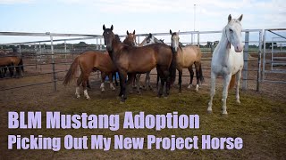 BLM MUSTANG ADOPTION  Picking Out My New Project Horse [upl. by Baer]