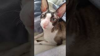 Cornish Rex Ulrico [upl. by Alleuol754]