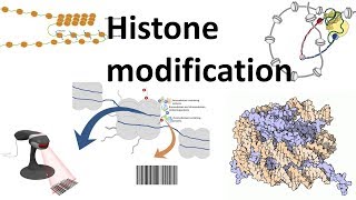 Histone modifications Introduction [upl. by Carli330]