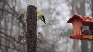 Pine siskin vs American goldfinch [upl. by Mcevoy699]