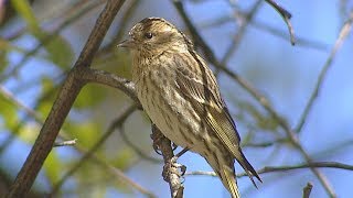 Pine Siskin [upl. by Htilil]