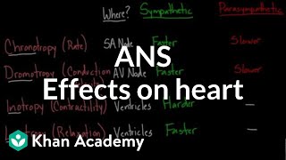 Autonomic nervous system effects on the heart  NCLEXRN  Khan Academy [upl. by Cheatham]