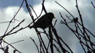 Siskin Singing [upl. by Refenej]