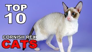 TOP 10 CORNISH REX CATS BREEDS [upl. by Nira236]