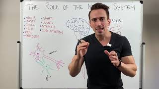 Introduction to the Nervous System [upl. by Magee]